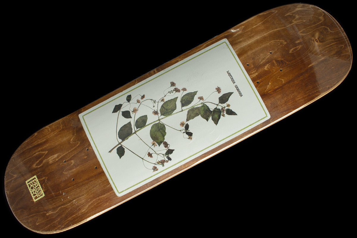 Invasive Species - Lantana Camara Deck 8.5"